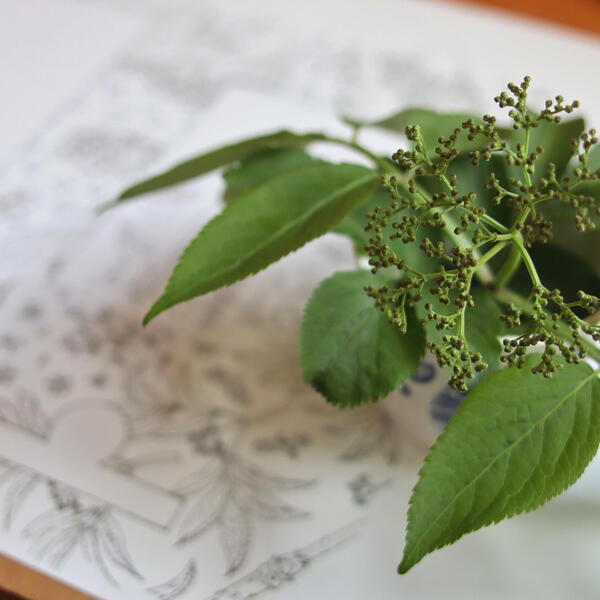 Je cuisine le sureau 04 Dépliant Je cuisine le sureau, recettes fleuries & fruitées sans gluten autour d'un arbuste local, Sambucus nigra